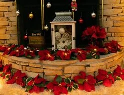 HOMESEASONS Pack Of 2 Pre-Lit Velvet Artificial Poinsettia 6 Feet Garland With Red Berries And Holly Leaves - 3AA Battery Operated Indoor And Outdoor Use (2, Red) -Department 56 Shop 51ZrrGKtENL